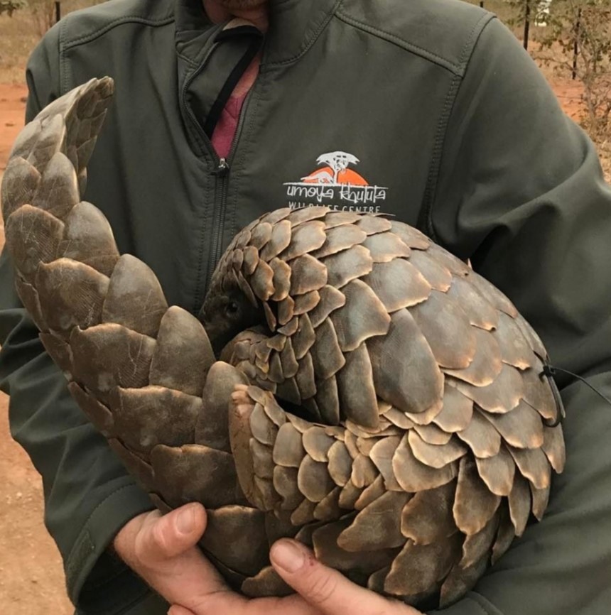pangolin umoya